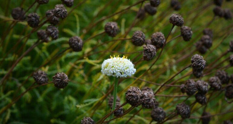 White flower in a green field