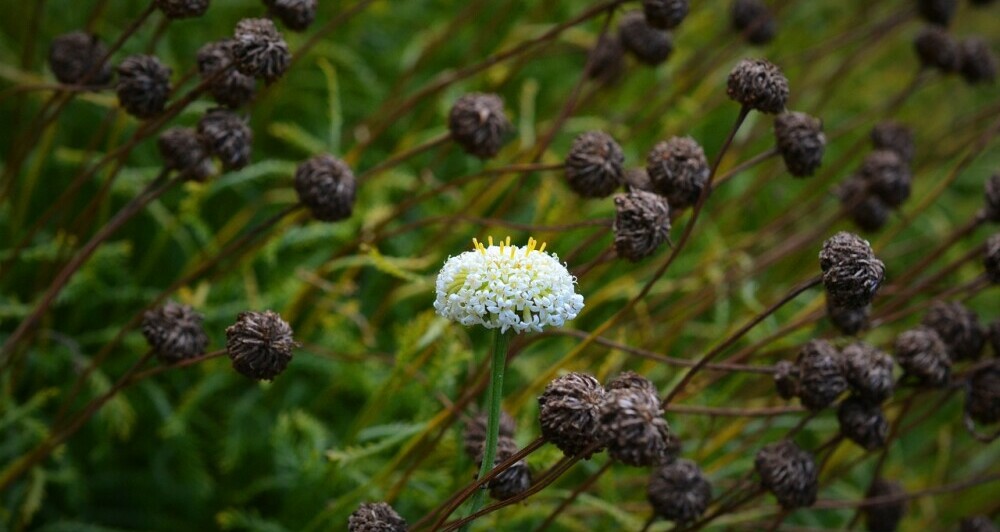 White flower in a green field
